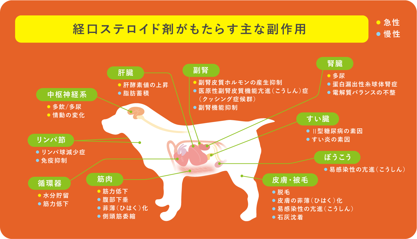 経口ステロイド剤がもたらす主な副作用